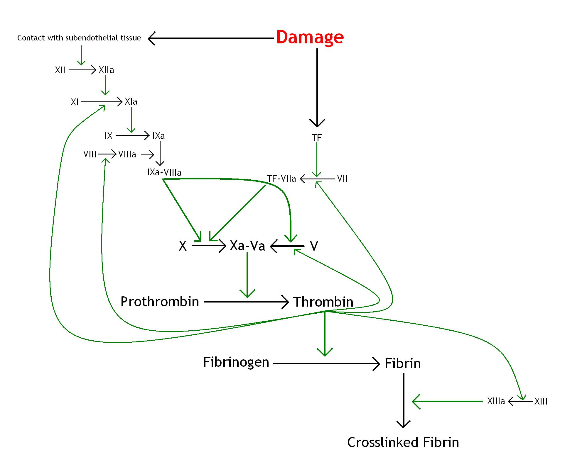 The Coagulation Cascade